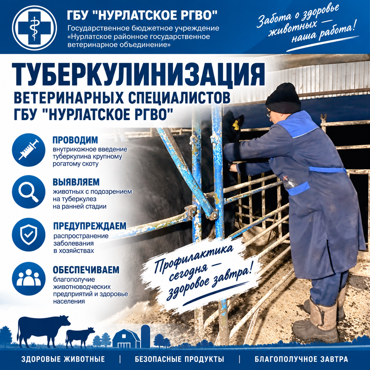 Специалисты ГБУ «Нурлатское РГВО» проводят туберкулинизацию — важный шаг для защиты здоровья животных и людей!